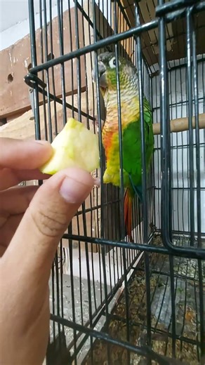 Hand Feeding Fruits to My Conure Parrots