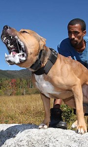 22M views · 84K reactions | Losing a pet is always heartbreaking. RIP Ace  | Dog Dynasty | Facebook