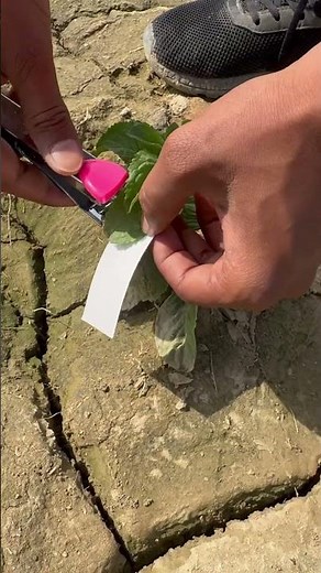 Biological Control: Trichogramma chilonis egg parasitoid release| Ecofriendly pest management #ipm