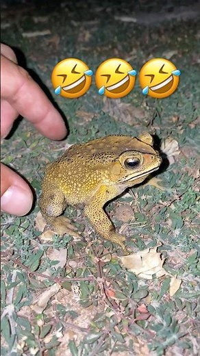 Funny Catch Frog #toad #memes #animal #wildlife #funny #fishing #frog #shorts #shortvideo