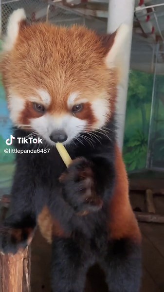 Red Panda Fighting for Territory