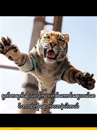 Tiger-Rescue-That-Shocked-Everyone#movie #movierecap #movieclip #film #tiktok #viral #usa #china #korea #fyp #japan
