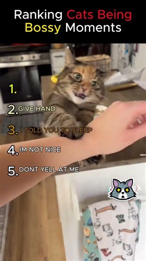 Ranking The Most Bossy Cat Moments 😹 #cats #funny #shorts