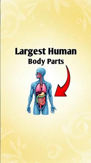 largest human body parts #humanbiology #bodyparts