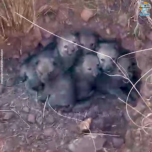 15K views · 676 reactions | Adorable baby wolves were reunited with their mother  | The Koala | Facebook