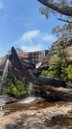 33K views · 454 reactions | Diamond Python (Morelia spilota spilota)...