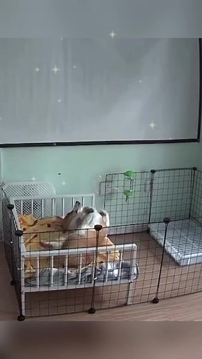 Fenced Dog Cage Household Indoor