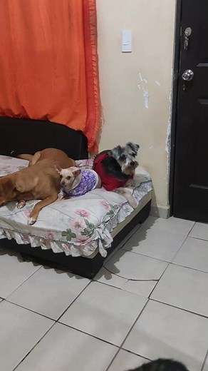 🖤... Te amo 🐺🐶💜✨🐾 | Maximo Decimo