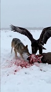 Golden Eagle vs. Coyote: Dominance Display #SkyPredator #EagleStrength