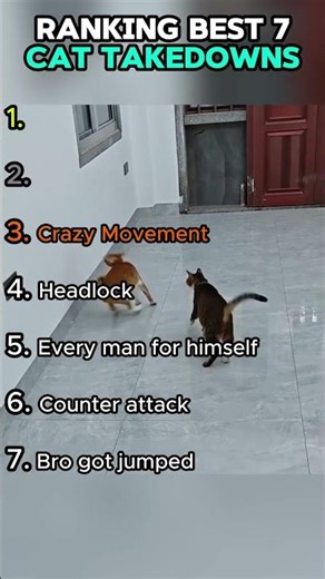 Ranking Best 7 Cat WWE Takedowns #shorts #funny #cat #wwe