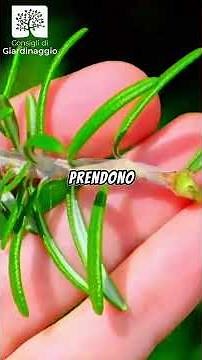🌿 How to Propagate Rosemary from Cuttings || #rosemary #cuttings @tipsofgardening