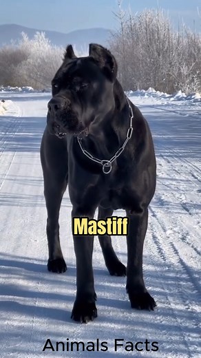 29K views · 1.3K reactions | Meet Cane Corso #canecorso | Animals Facts | Facebook