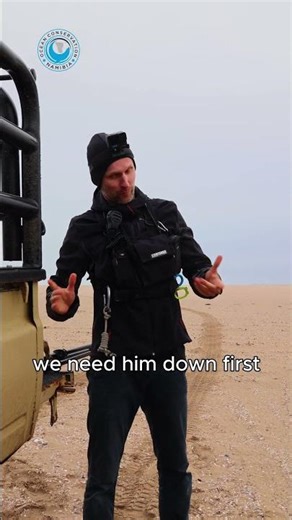 Seal Bull Finally Rescued! #shorts