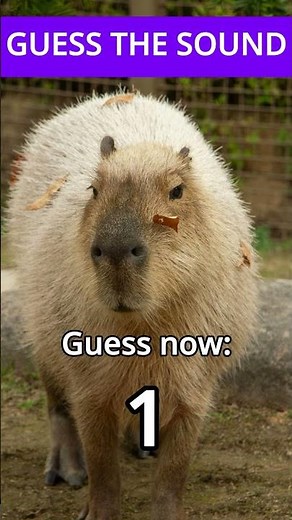 What sound does this animal make? Capybara #wildlifeentertainment #animalsounds