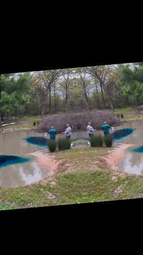 #blue #bluepond #pond #beforeandafter #ponddye #lakefork #lakeforktexas