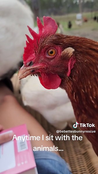 Funny Farm Animals Reading Book with Hilarious Goats