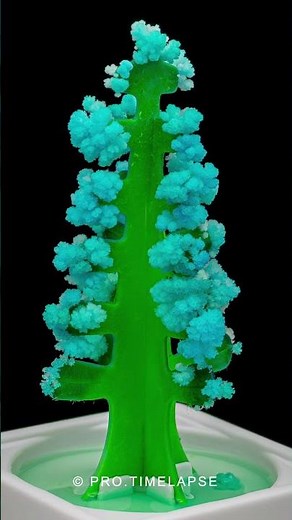 Time Lapse Of Growing Crystals 🎄 #Shorts