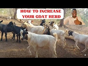 How To Increase Your Goat Herd. Goat farming in Zimbabwe. We received 16 kids from 8 does.