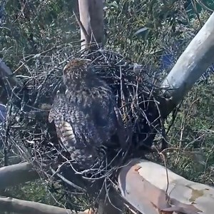 4K views · 158 reactions | Red-Tail Hawk and Great Horned Owl Confrontation. | Million Viewer | Facebook