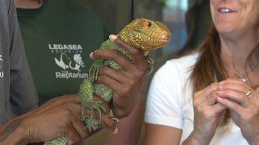 We waited so long for this - the day we got Cayman lizards