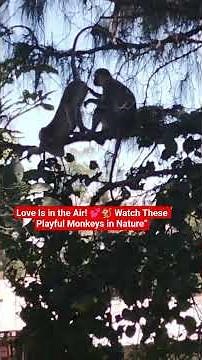 Nature at Work: Monkey Courtship and Mating Rituals in the Wild 🌿
