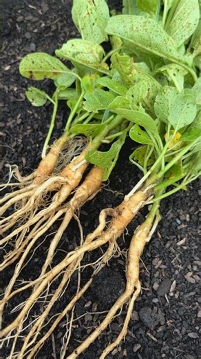 Fall Equinox on the Gaia Herbs Farm