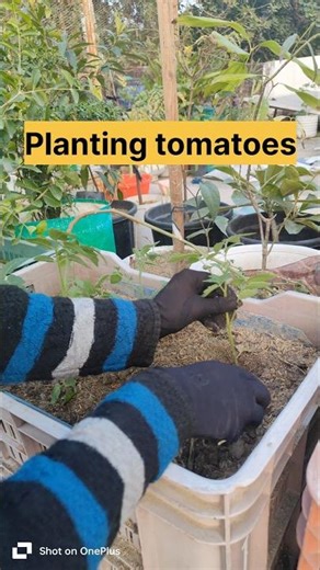 Growing tomato plants at home#tomato tips