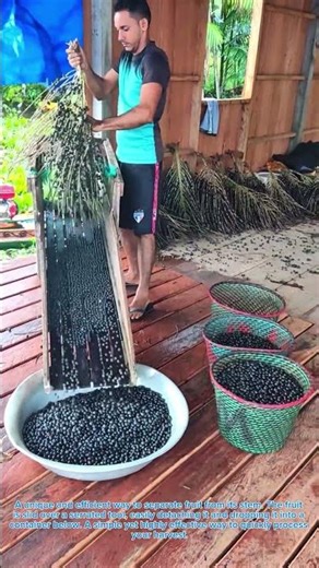 A Highly Efficient Fruit Separating Process #satisfying #ihavethisthingwithplants