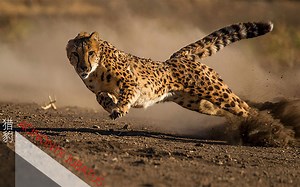 【猎豹】动物界的跑车，让我带你用高清视频美丽的镜头详细解说