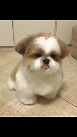 6.6K views · 426 reactions | #cute #shihtzu | Shih Tzu Lovers | Facebook