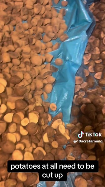 Potaoto time! #farm #farmlife ##SpringGardening #HobbyFarmLife #GardenGoals #FarmFreshProduce #OrganicGardening #GreenThumb #GrowYourOwnFood #SmallScaleFarming #farming #produce #fyp #foryou #foryoupage #fypシ #PotatoPlanting #SmallFarmLife #GardenToTable #FarmLife #GrowYourOwn #HomesteadLife #OrganicFarming #SustainableLiving #FarmFresh #BackyardGardening