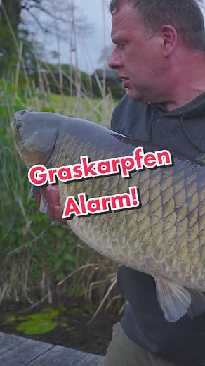 Graskarpfen Angeln im Sommer – Tipps und Tricks