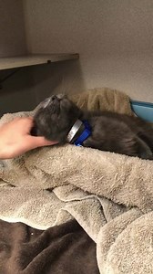 1.2K views · 76 reactions | Jaspurr (A1032533) is a love bug! He’s the type of cat who prefers the box your toy for him came in rather than the toy itself. Jaspurr enjoy having head scratches and will constantly move his head to your hand. Meet him at our PetSmart Everyday Adoption Center on 16821 Coit Road! | Dallas Animal Services and Adoption Center | Facebook