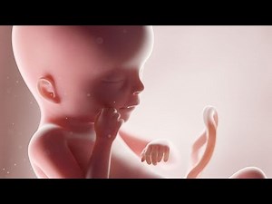 Scientists create 'mini-organs' for the first time from human stem cells taken from wombs