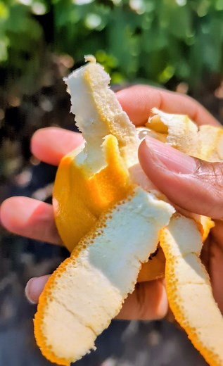 Battle Royale 101: Lemon Pith vs. Orange Pith | The Weeds and Seeds Guy