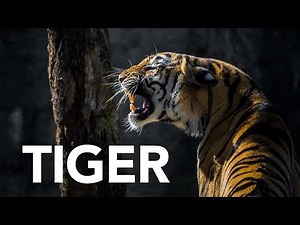 Tiger Roars | Sound Effect (Copyright Free)
