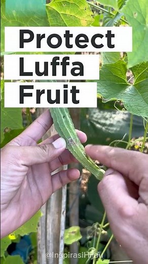DIY Fruit Fly Protection Using Banana Leaves | Natural Garden Hack