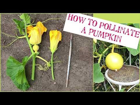 How to pollinate a pumpkin
