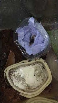 time to unbox some animals #reptiles #dwarf #tarantula #gecko