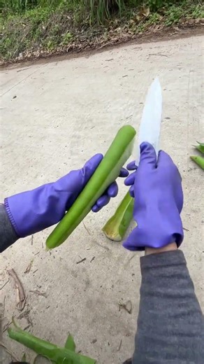 Springtime Delights: A Mountain & Field Breeze