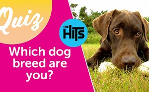 QUIZ: Which dog breed are you?