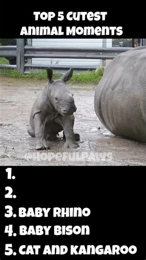 Top 5 cutest Animals🐶🦝#sweet #adorable #animals