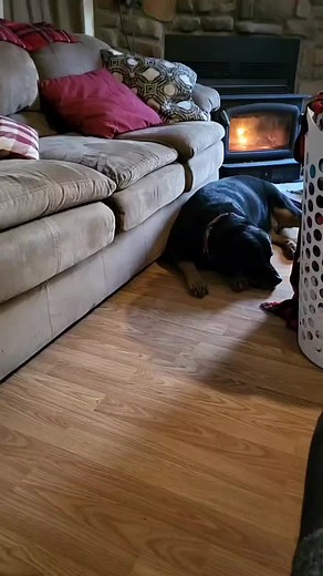 Brian Estes (@brianestes81)’s videos with Purebred Goodboy - ☧﹏𓂁﹏†