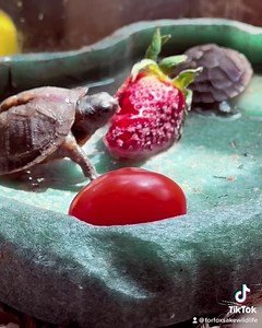 Teeny eating a strawberry. 🍓 | For Fox Sake Wildlife Rescue