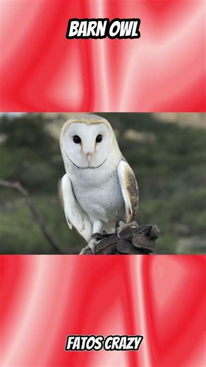 Bird Calls You Never Want to Hear Alone 🦉😱