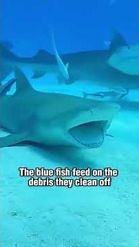 This Small Blue Fish Acts as the Ocean’s Dentist | Animal Documentary