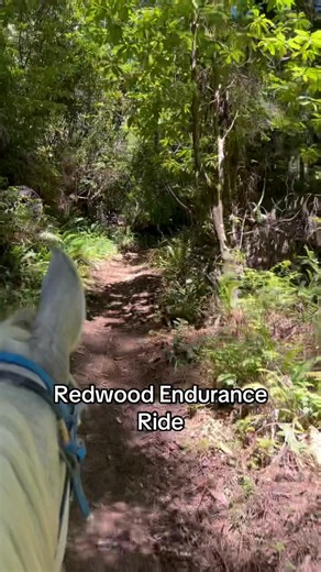 Some more Redwood Endurance Ride videos. It was a tough ride! Total elevation gain was 7,000 feet and some of it was incredibly steep trail. #ltharabianrescue #enduranceriding | Love this Horse, Equine Rescue Inc.