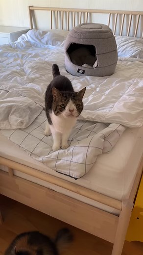 Monty is deaf and here’s his voice 🥰 | Monty