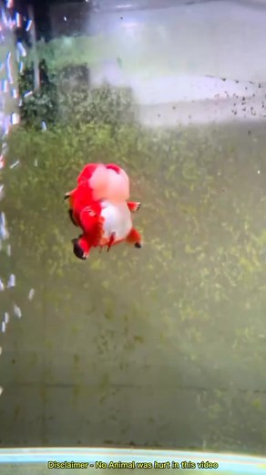 The cutest goldfish you'll ever see #animals #nature #fyp #knowledge #cute | Earth Wonders