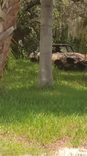 EXOTIC SPORTS CAR IN THE WEEDS